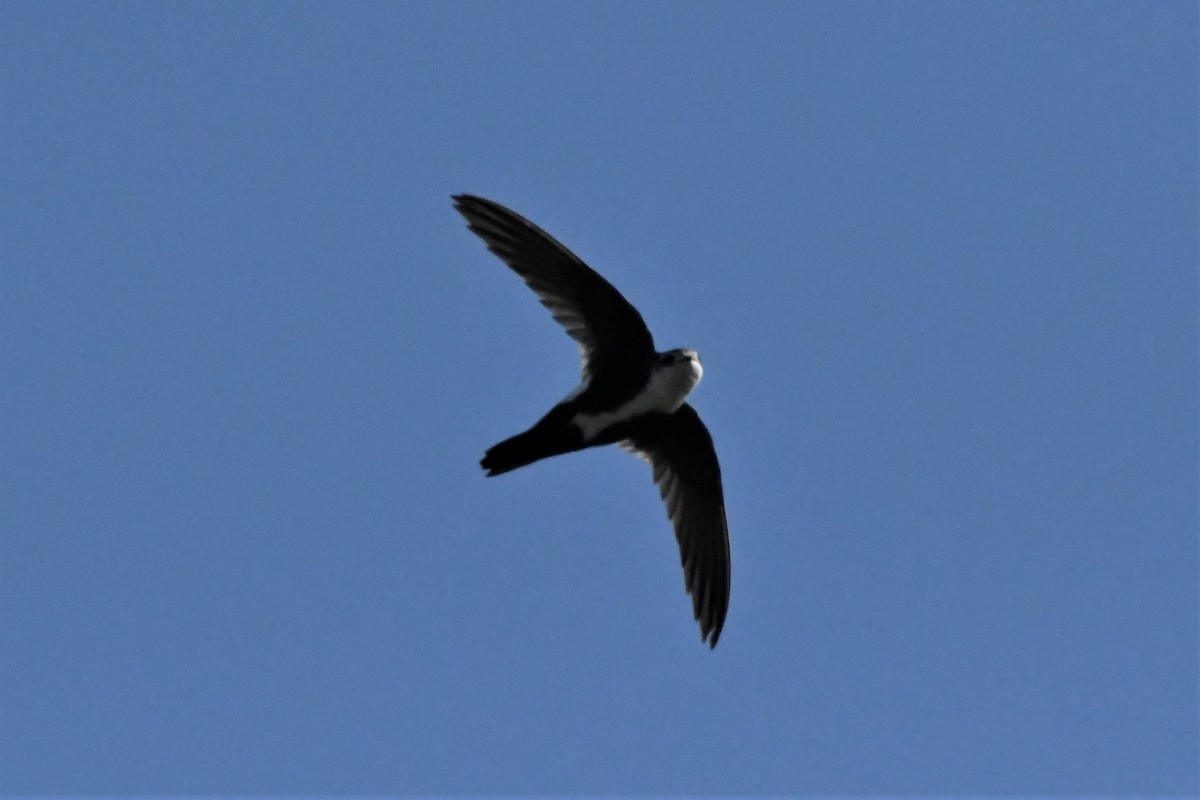 White-throated Swift - ML236364131