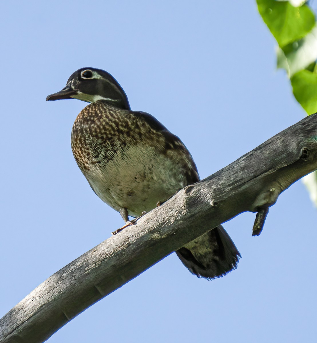 Wood Duck - ML236364371