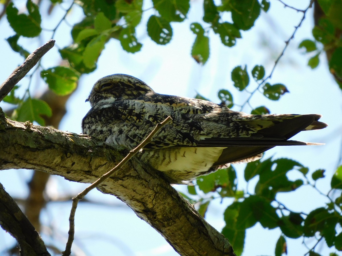 Common Nighthawk - ML236366131