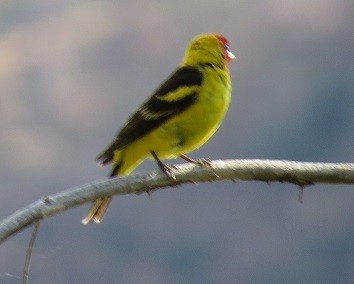 Western Tanager - "Chia" Cory Chiappone ⚡️