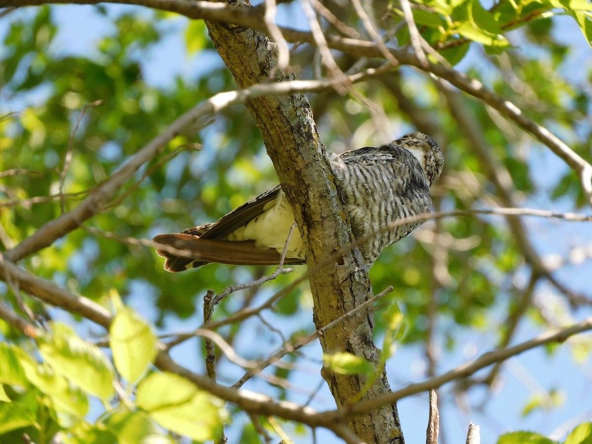 Common Nighthawk - ML236366321