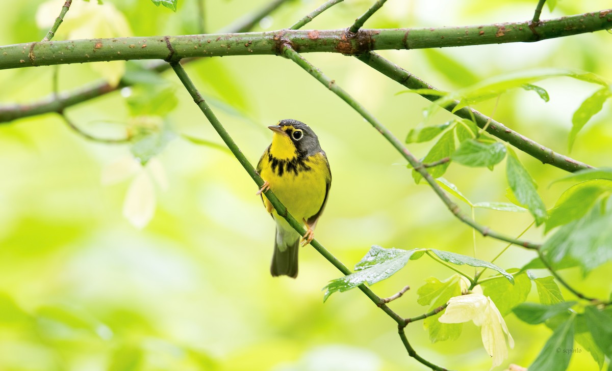 Canada Warbler - ML236369381