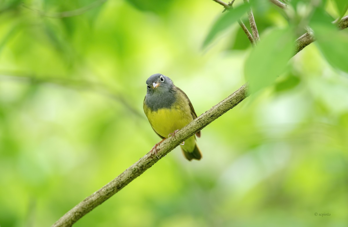 Connecticut Warbler - Shailesh Pinto