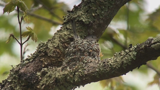 Blue-gray Gnatcatcher - ML236370901