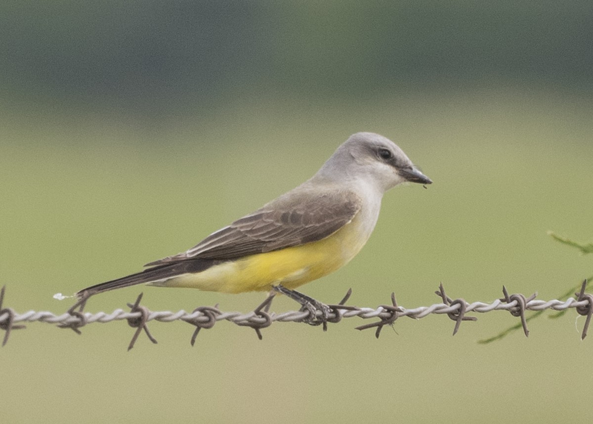 Western Kingbird - ML236372561