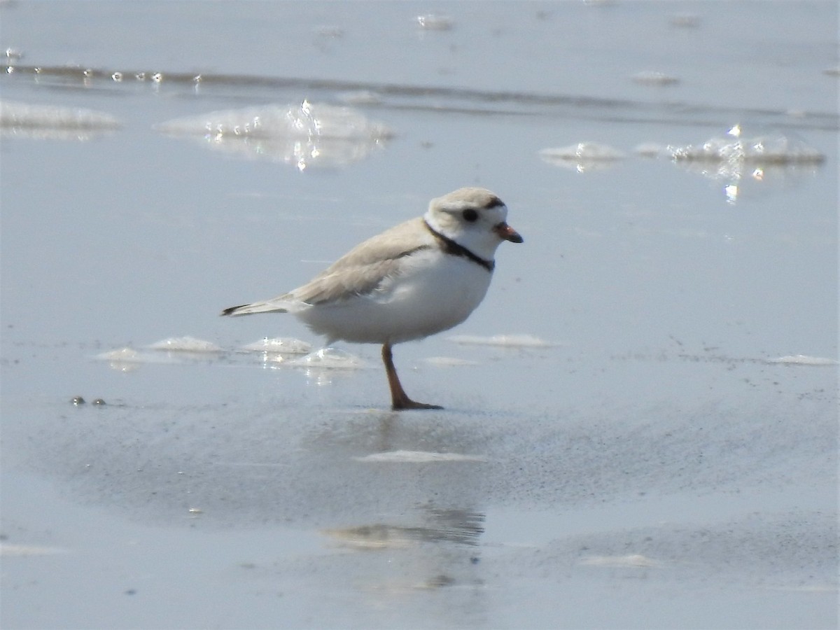 Piping Plover - ML236373081