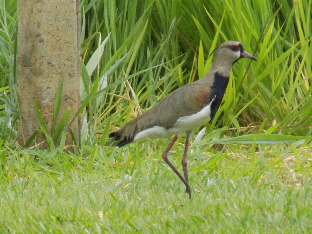 Southern Lapwing - ML236373291