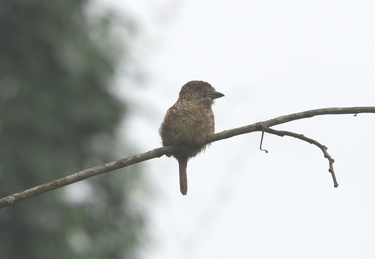 Barred Puffbird - Nancy Cox