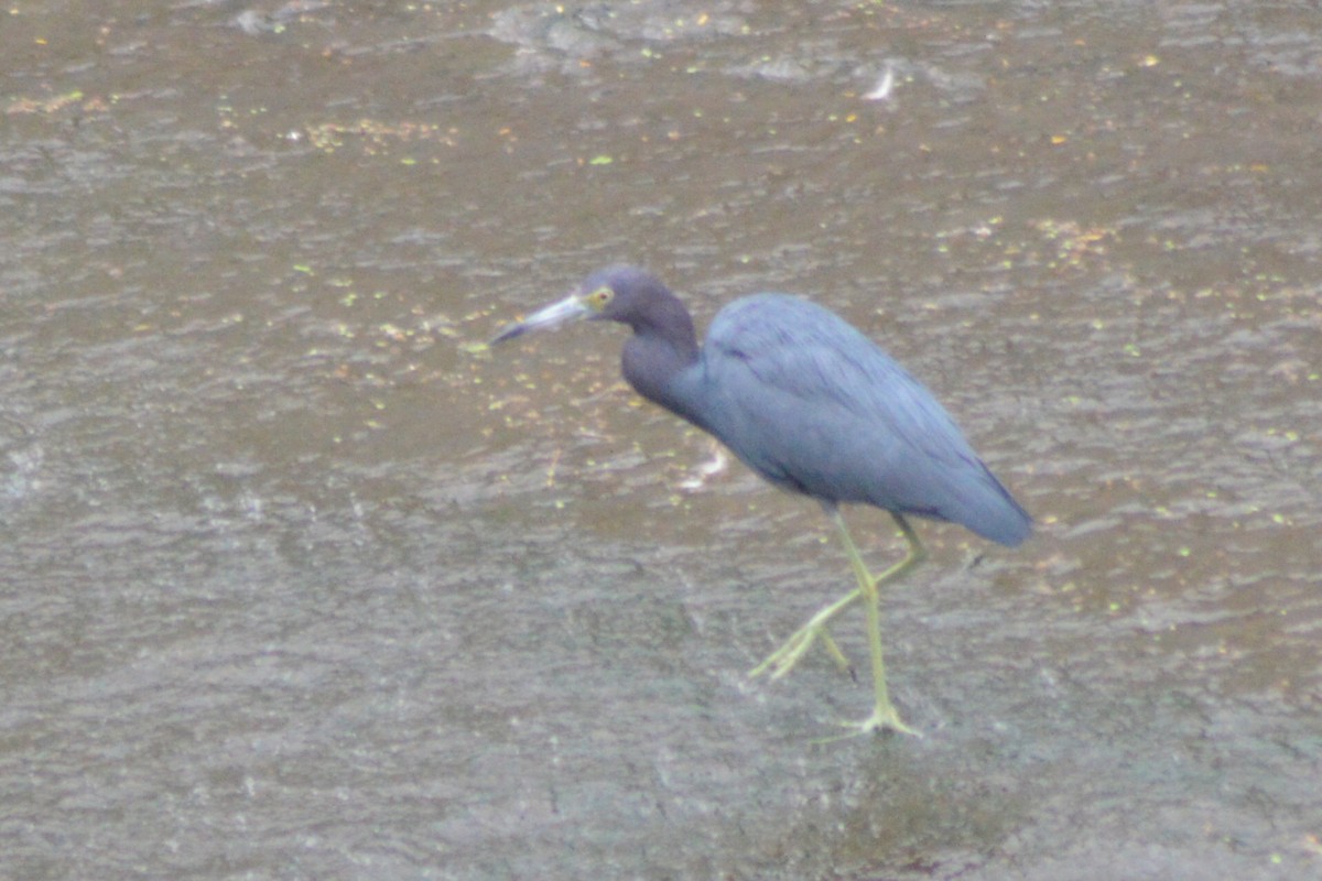 Little Blue Heron - ML23637411