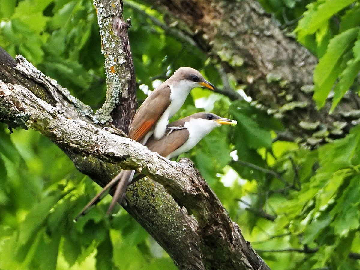 Yellow-billed Cuckoo - ML236374491