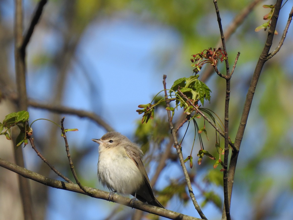 Warbling Vireo - ML236375251