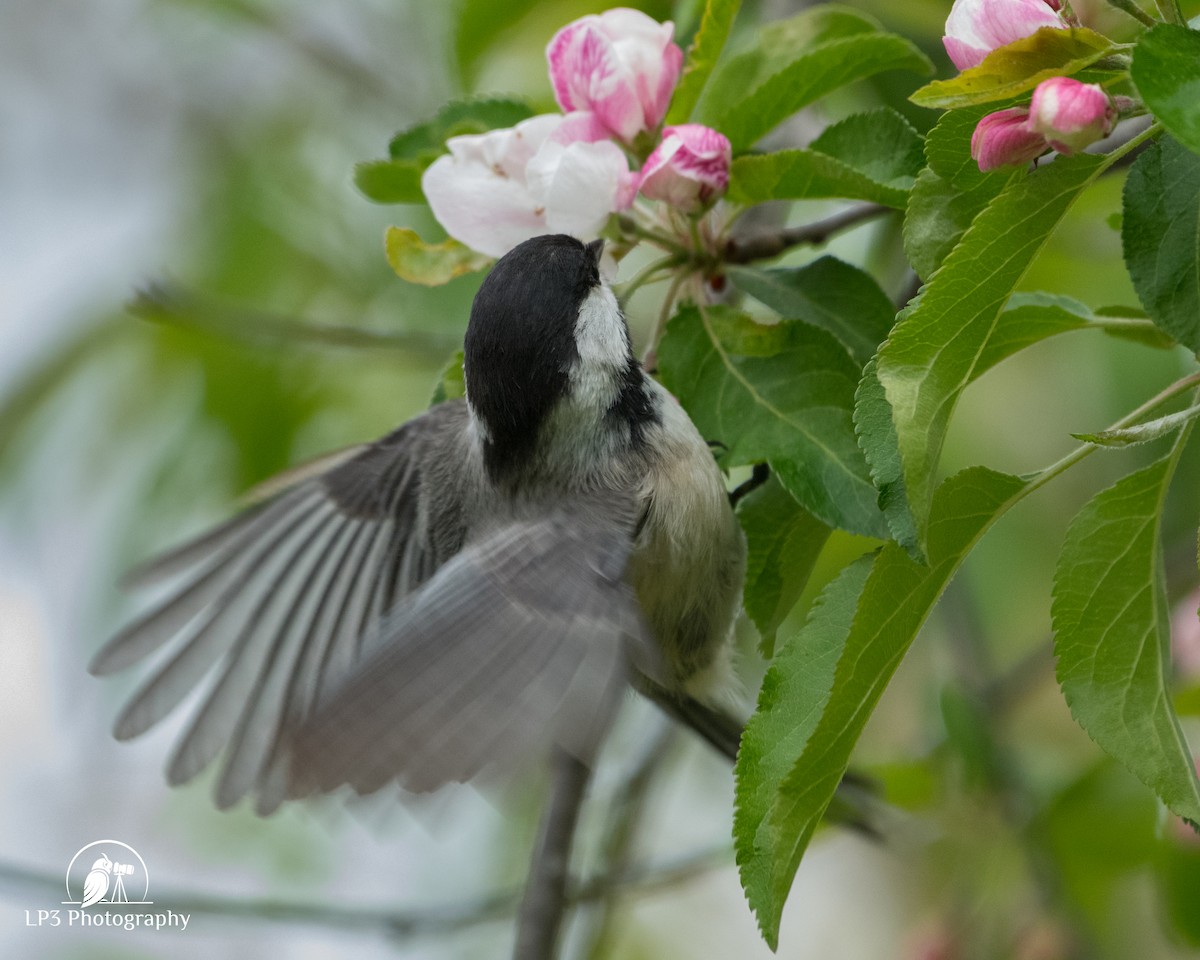Black-capped Chickadee - Laurie Pocher
