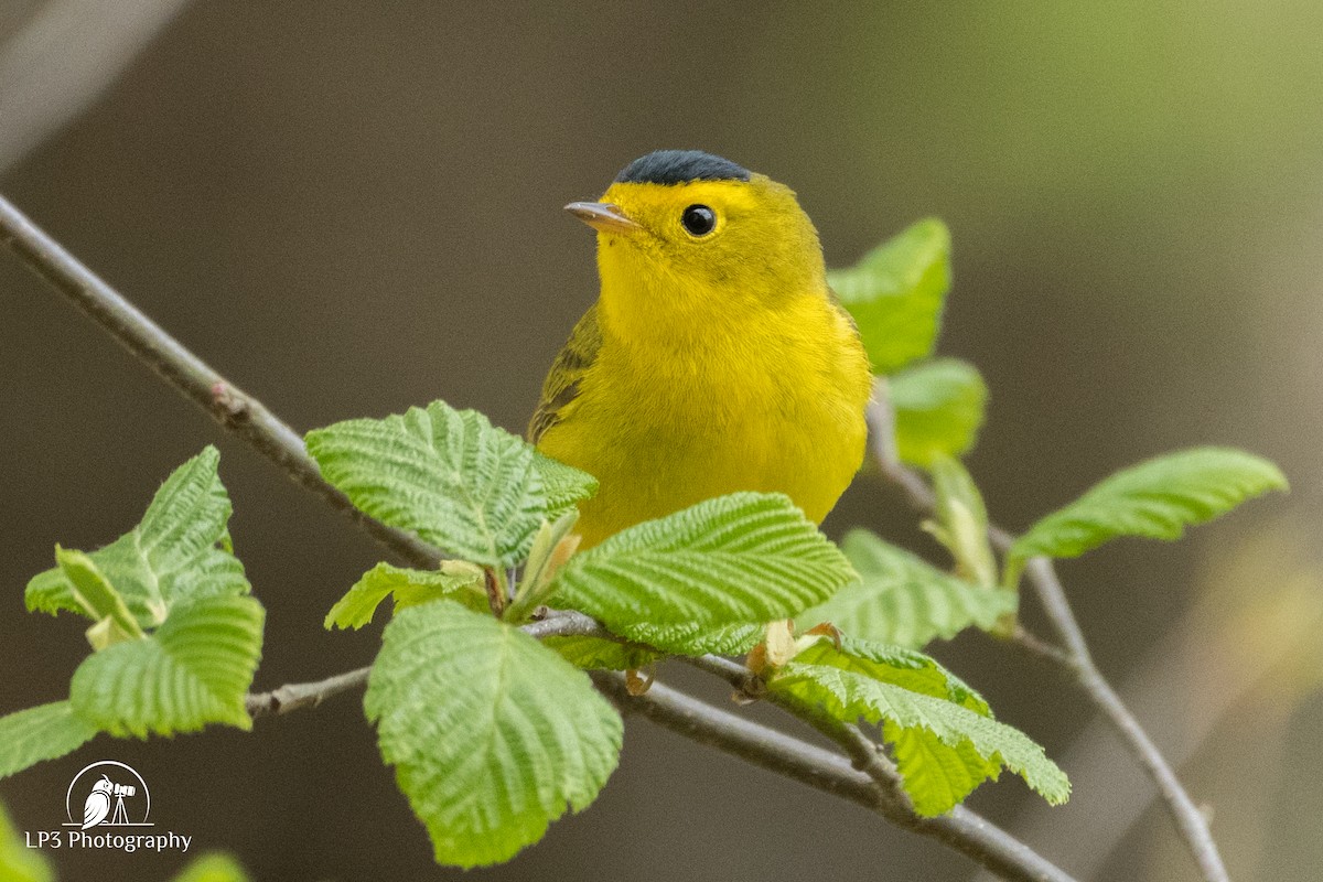 Wilson's Warbler - ML236376071