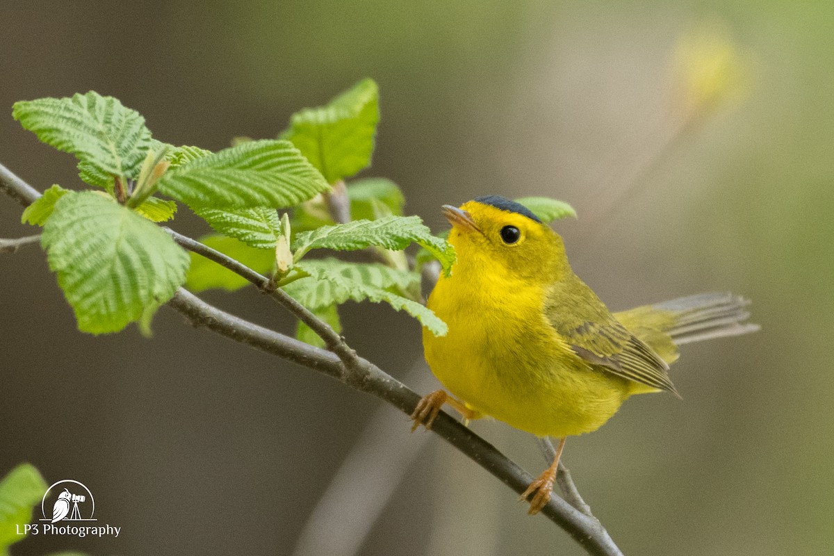 Wilson's Warbler - ML236376101