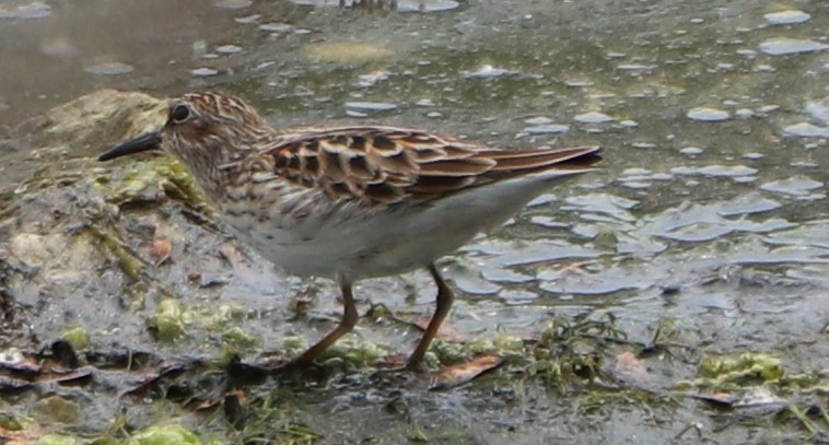 Least Sandpiper - ML236376281