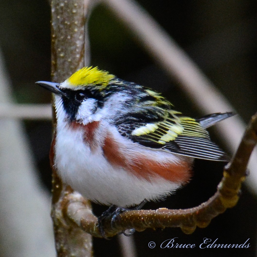 Chestnut-sided Warbler - Bruce Edmunds