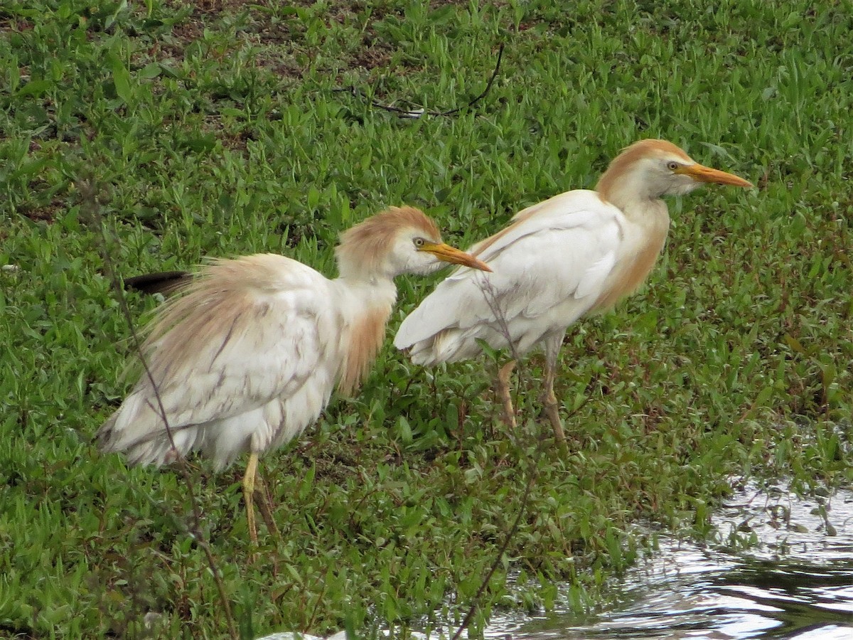 Western Cattle Egret - ML236377771