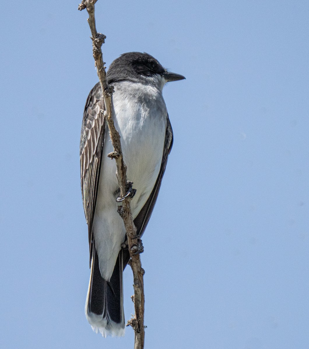 Eastern Kingbird - ML236378021