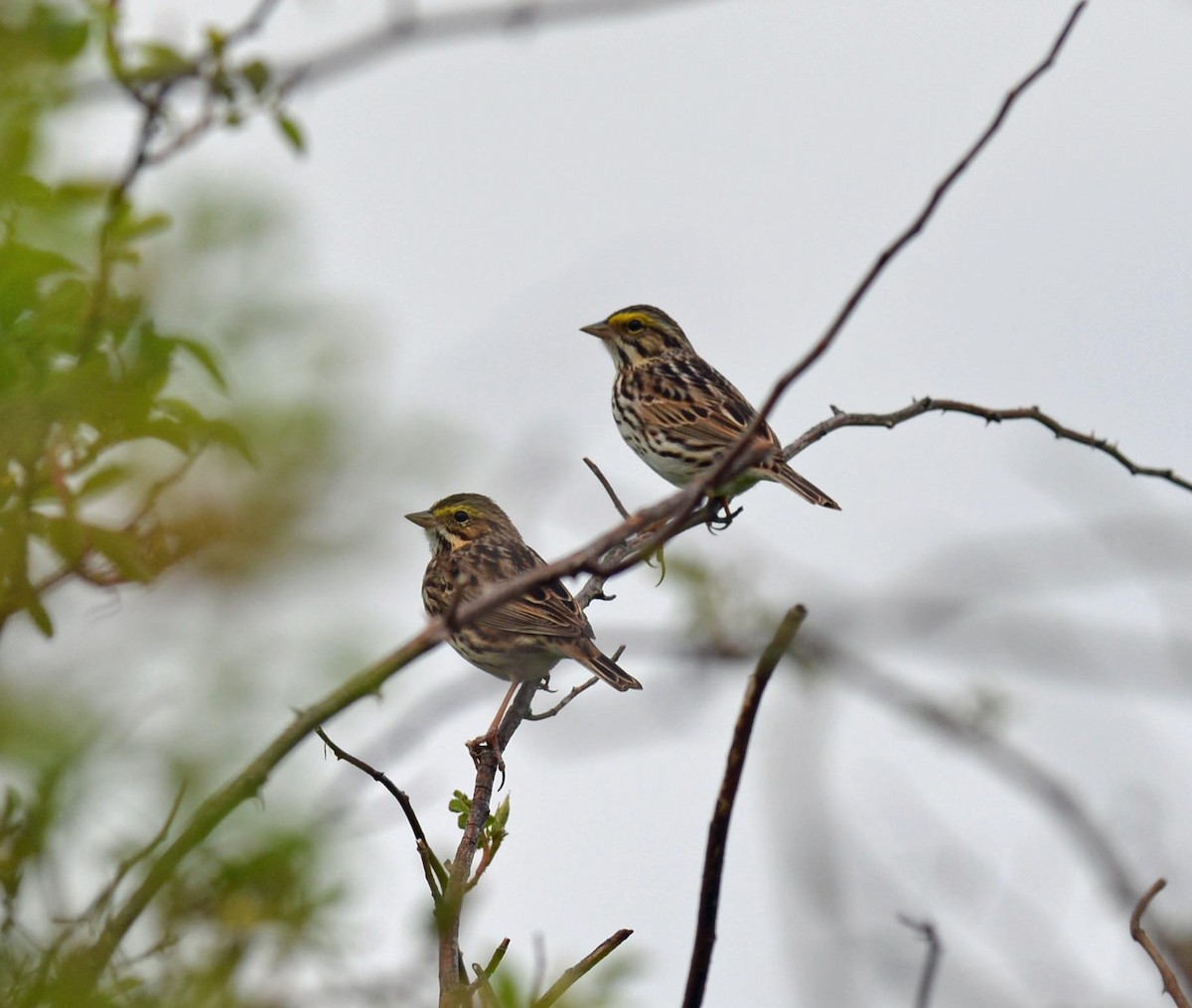 Savannah Sparrow - Michael Carpenter