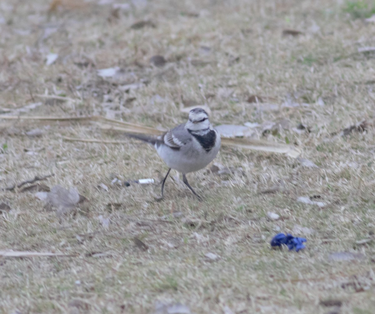 White Wagtail (ocularis) - ML236379271