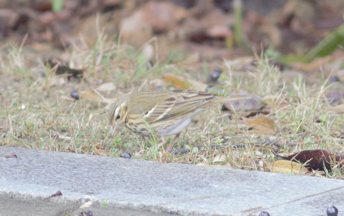 Olive-backed Pipit - ML236379281