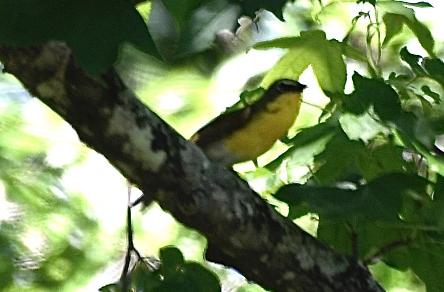 Yellow-breasted Chat - ML236381111