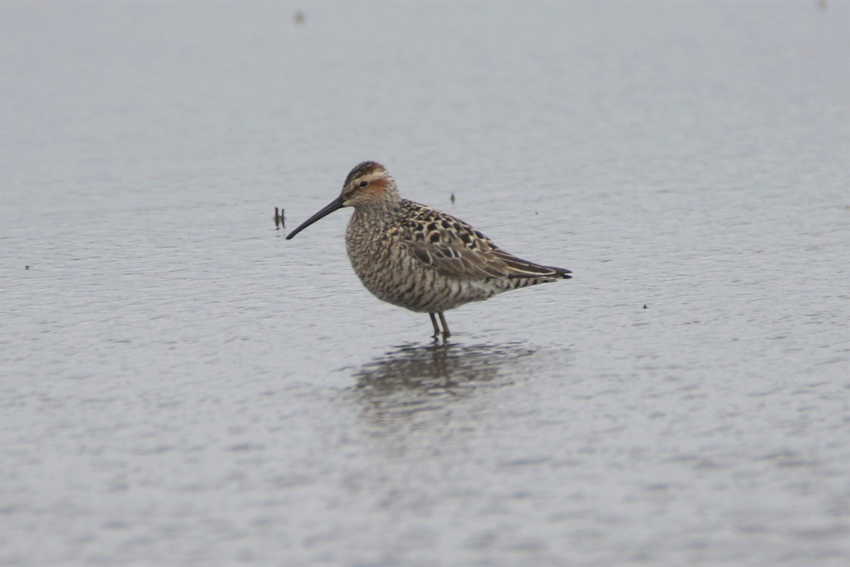 Stilt Sandpiper - Nathan Hood