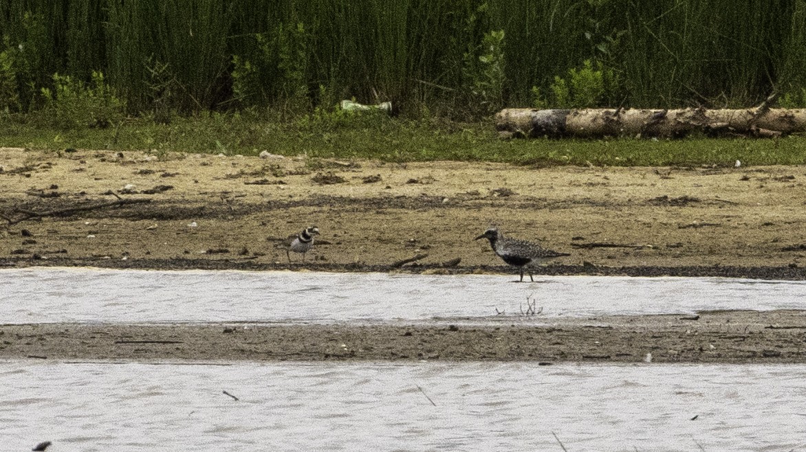 Black-bellied Plover - ML236381891