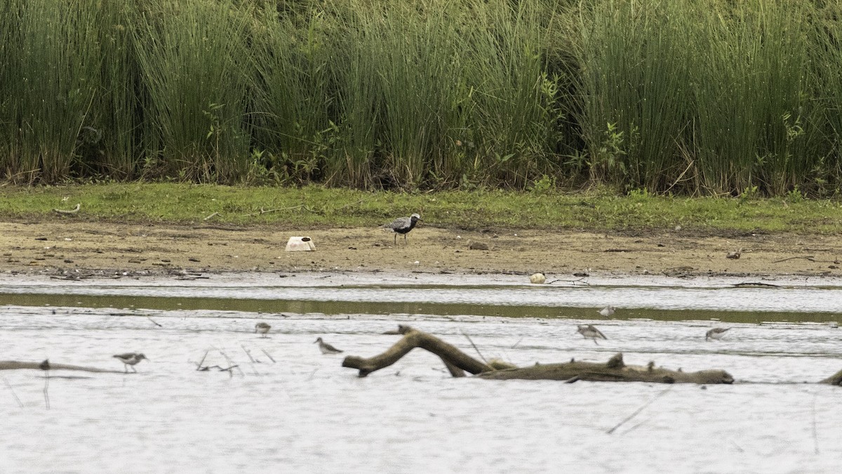 Black-bellied Plover - ML236381981