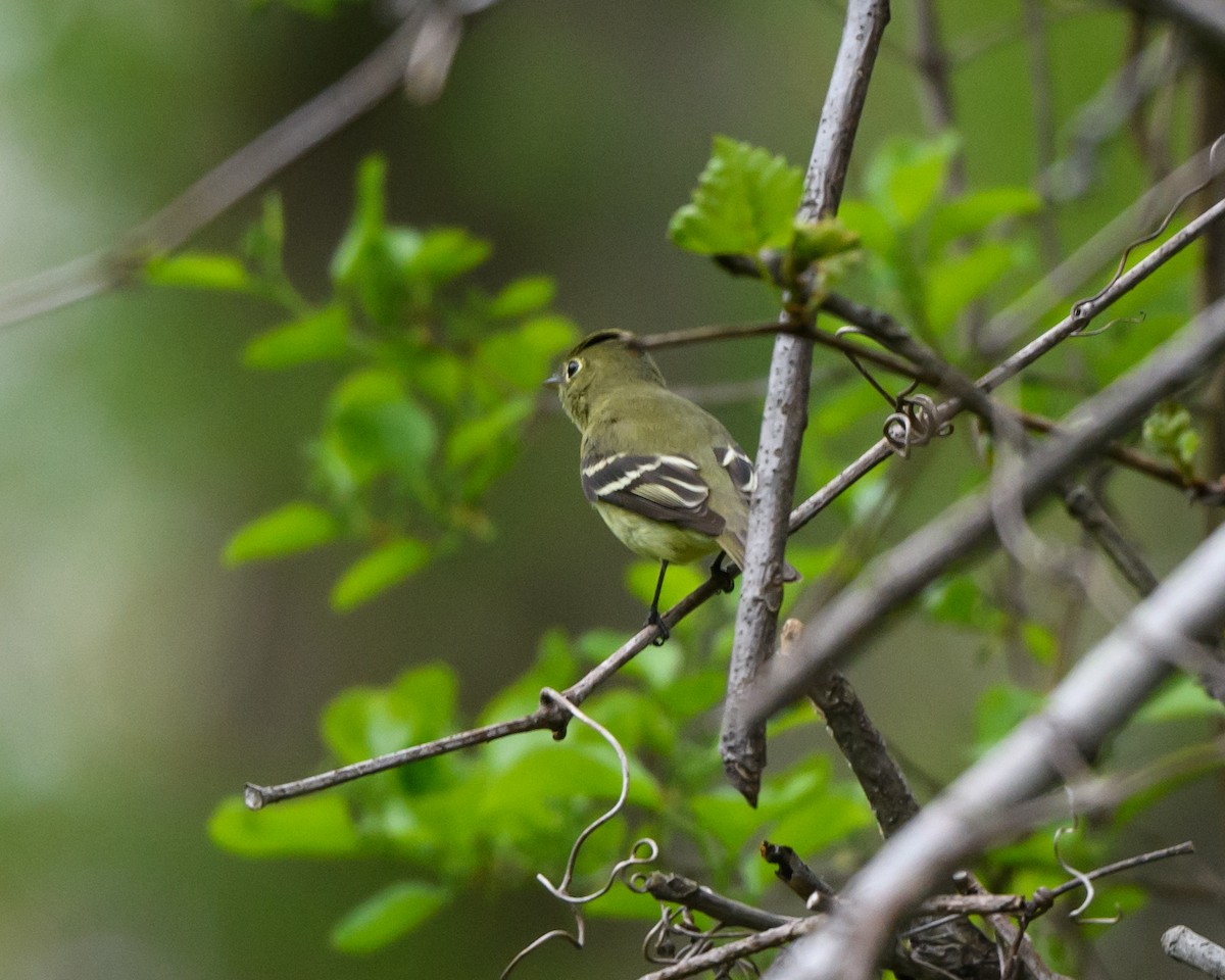 Yellow-bellied Flycatcher - Steve Rappaport