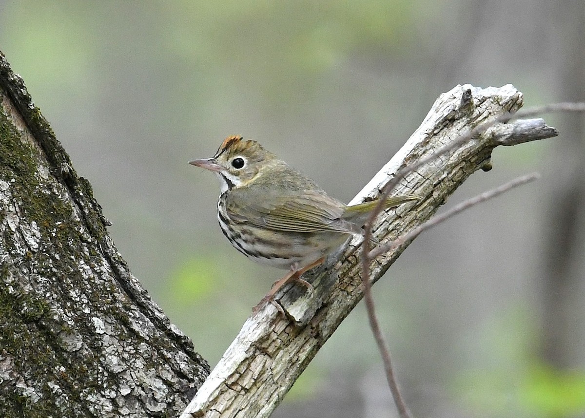 Ovenbird - ML236384521