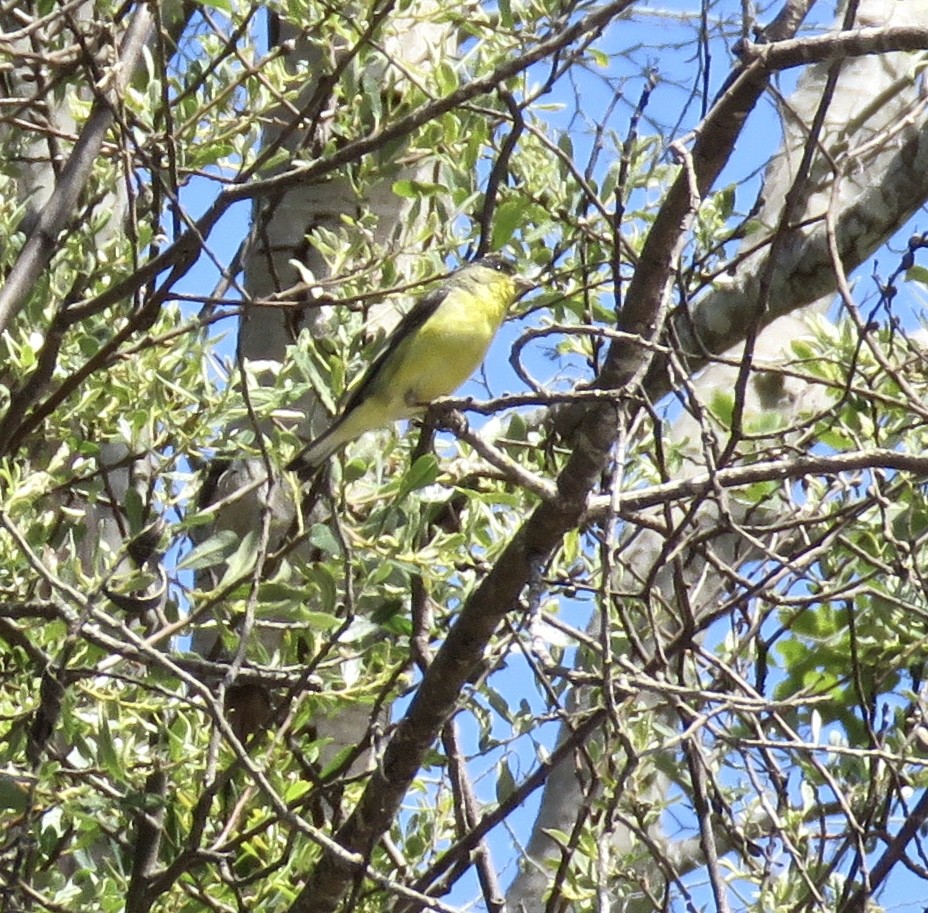 Lesser Goldfinch - ML236385401