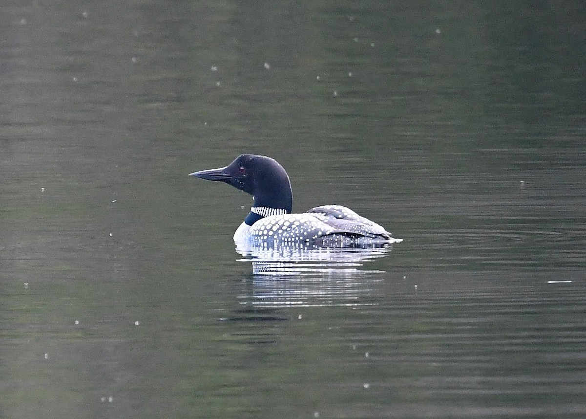 Common Loon - ML236388011