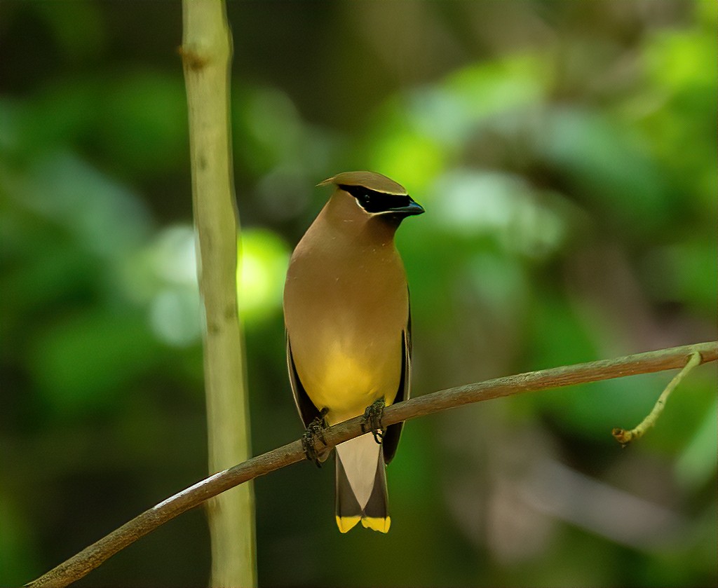 Cedar Waxwing - ML236390251