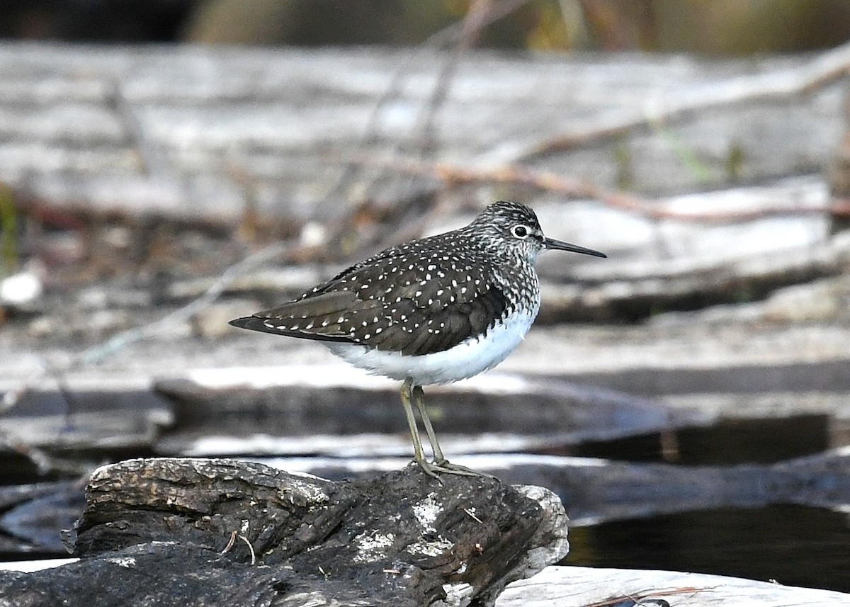 Solitary Sandpiper - ML236390641