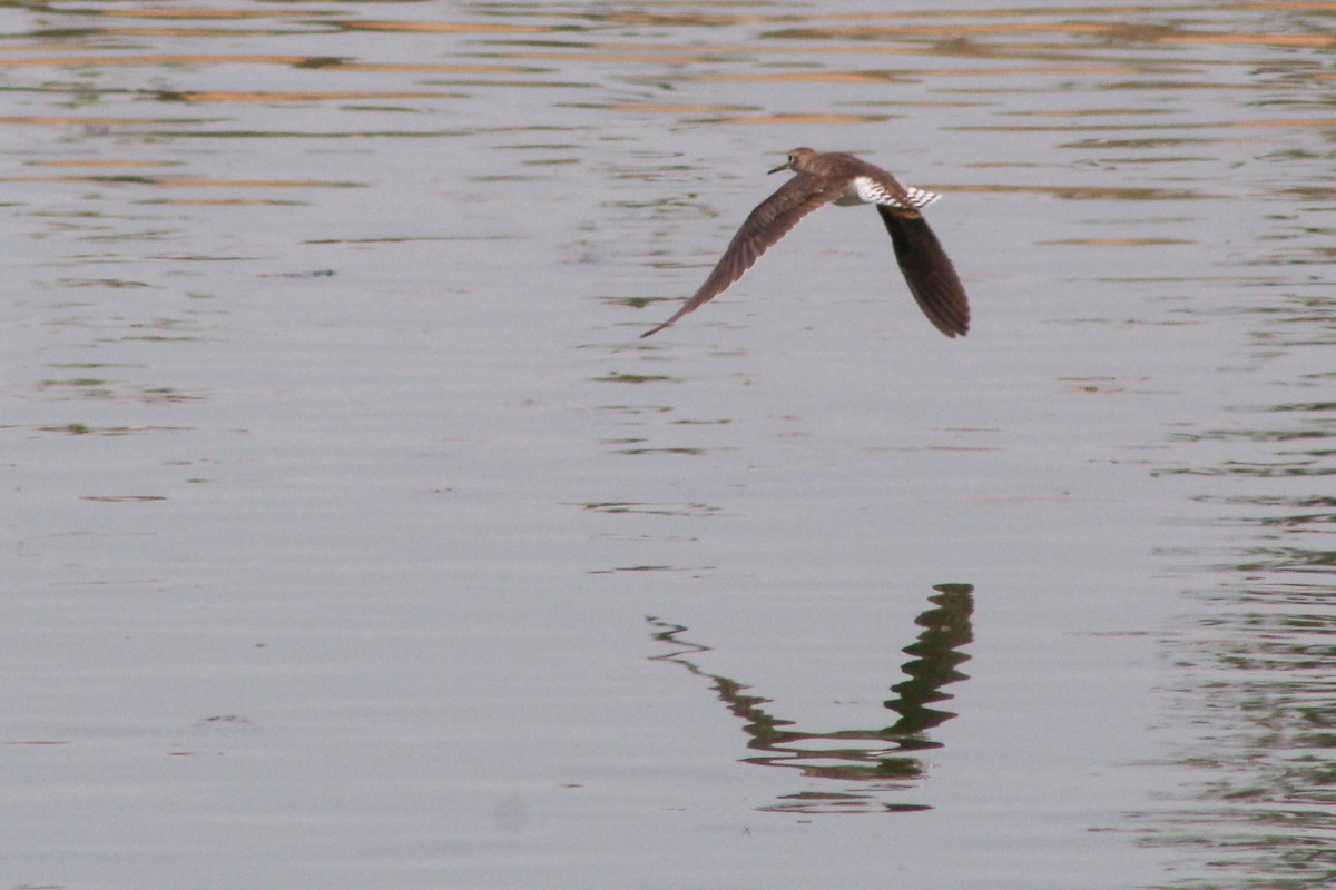 Solitary Sandpiper - ML236391431