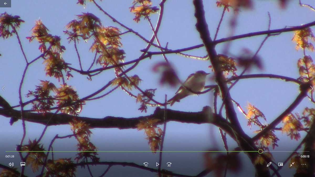 Warbling Vireo - Tara Buehler