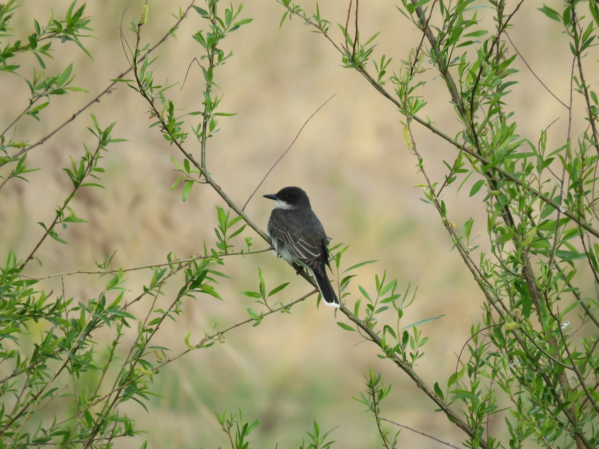 טירן מזרחי - ML236392151