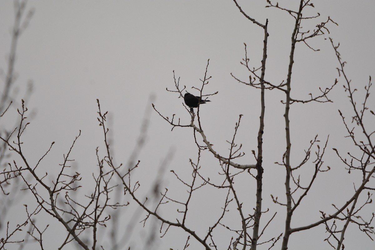 Brown-headed Cowbird - ML236392201