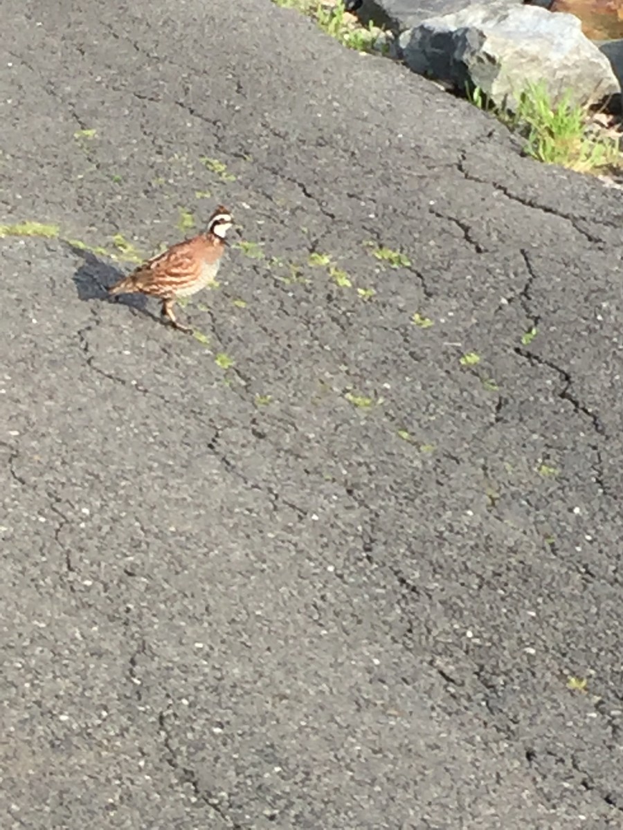 Northern Bobwhite - ML236392901