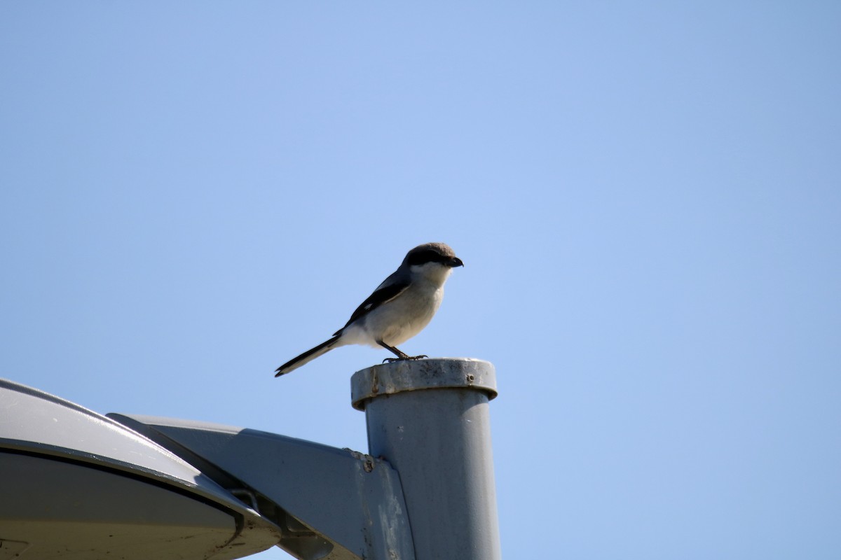 Loggerhead Shrike - ML236393931