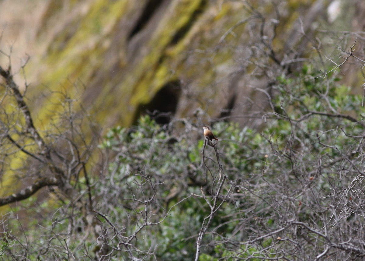 Canyon Wren - ML236395191