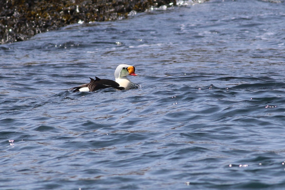 King Eider - ML236395211