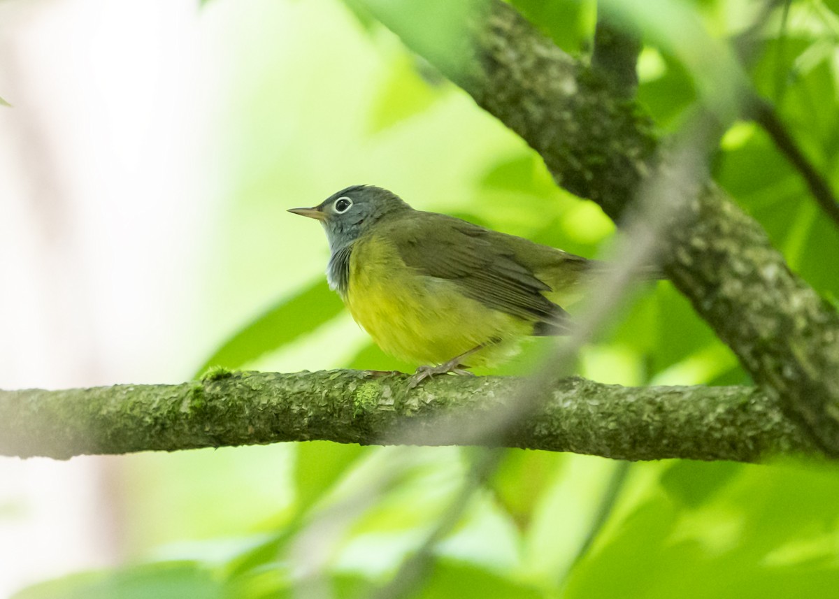 Connecticut Warbler - Michelle Holycross