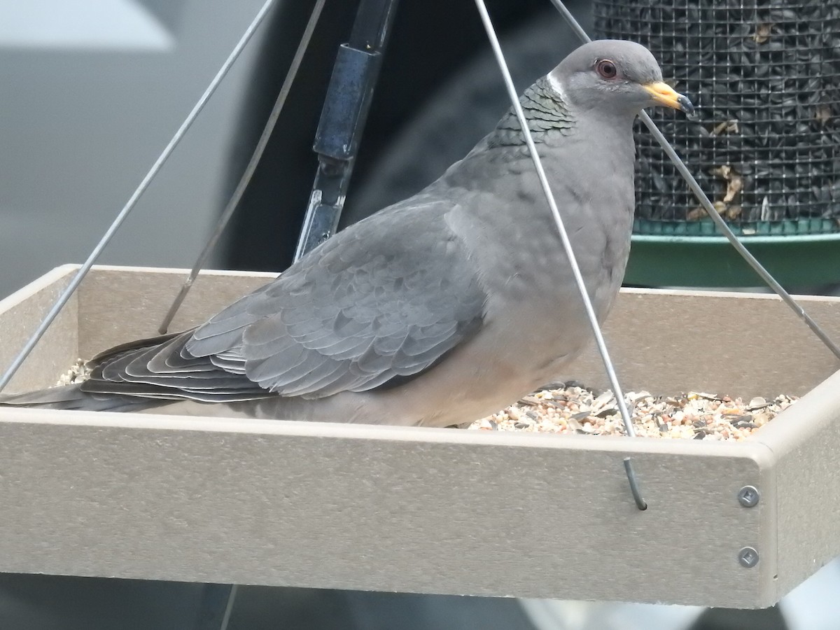 Band-tailed Pigeon - ML236396771