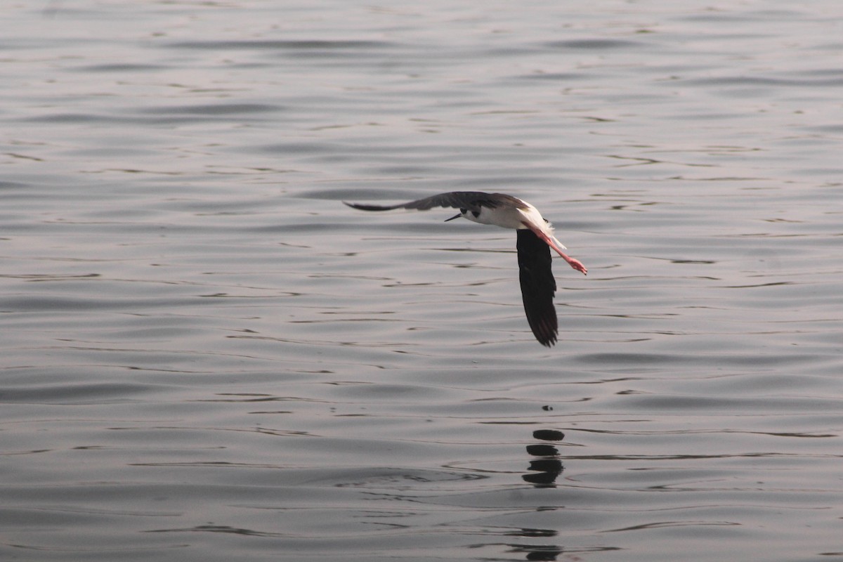 Black-necked Stilt (White-backed) - ML236397271