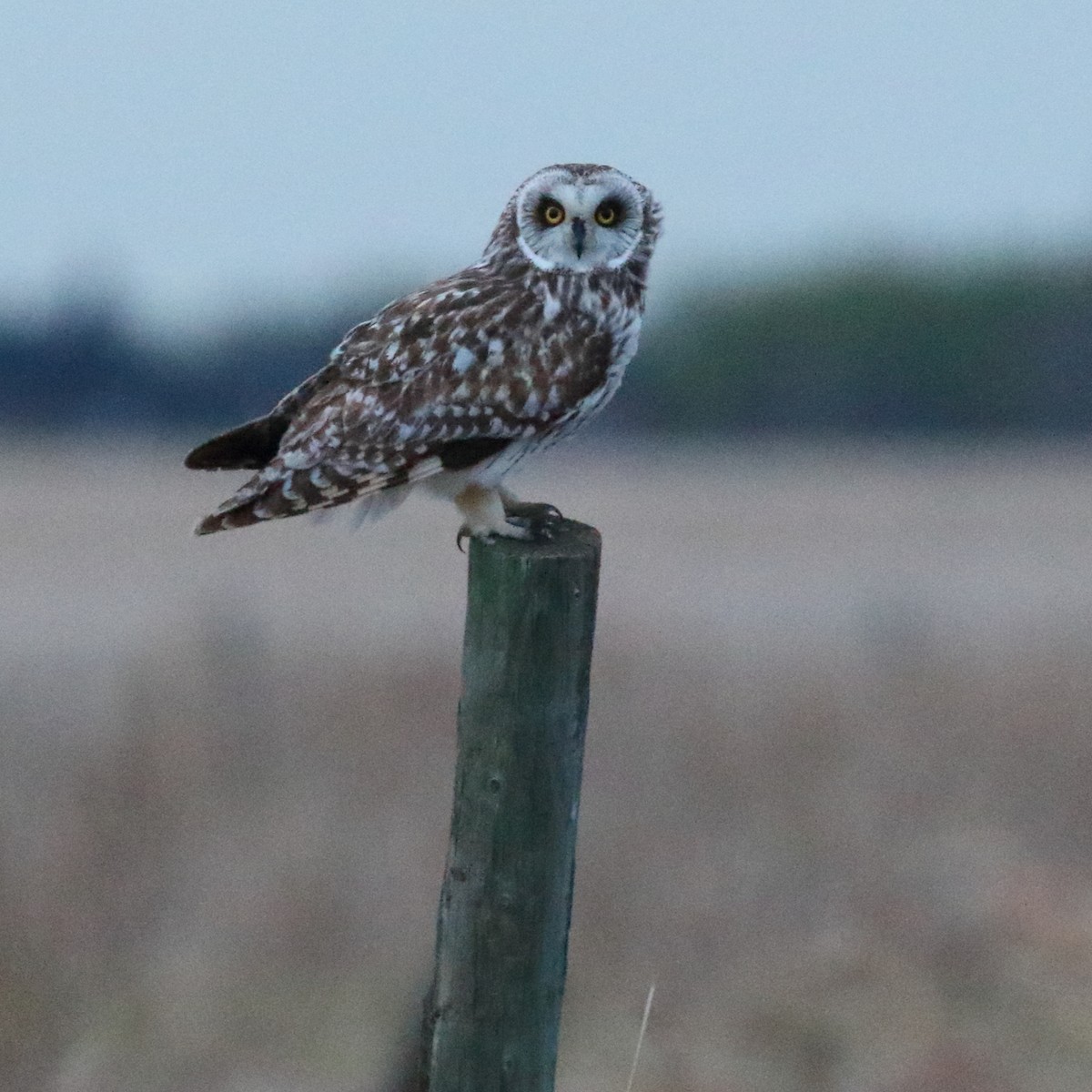Short-eared Owl - ML236398591