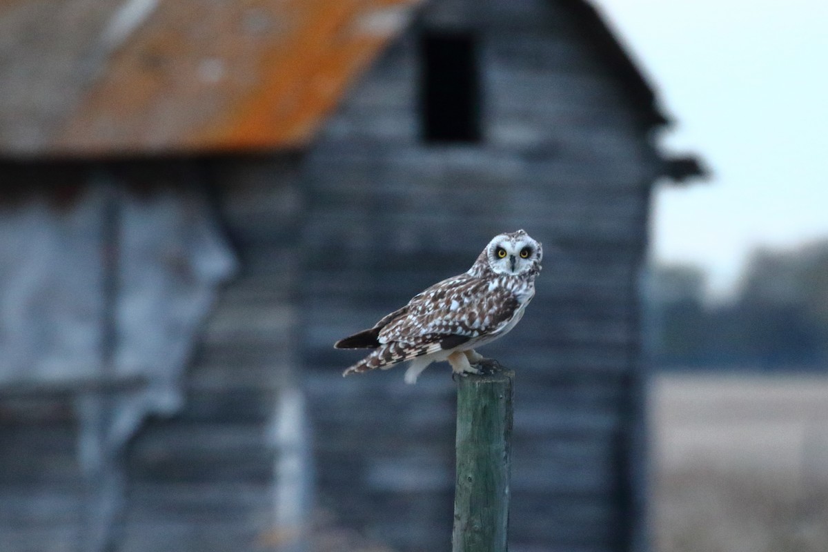 Short-eared Owl - ML236398631