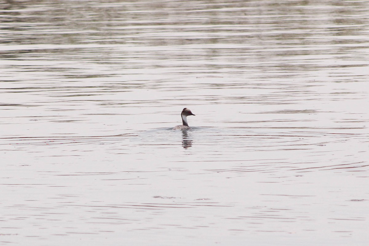 Silvery Grebe - ML236398701