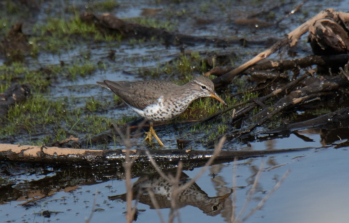 Spotted Sandpiper - Judd Nathan